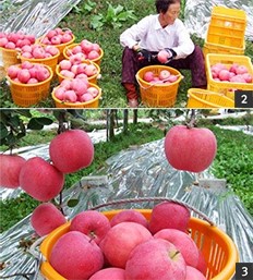 소백산풍기사과 이미지