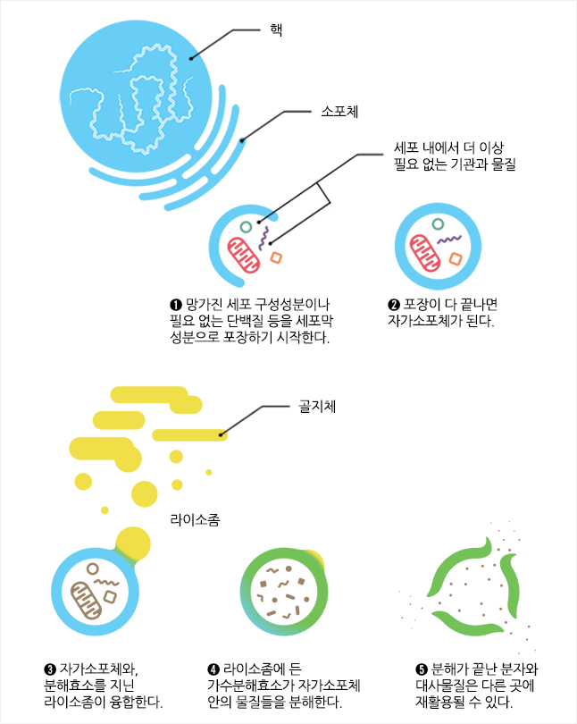 오토파지 자가포식 원리 세포 재활용 시스템