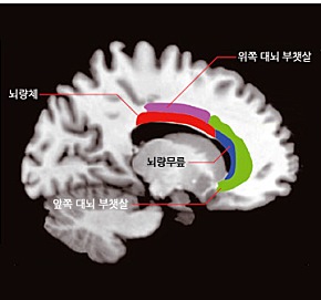 도대상회 이미지